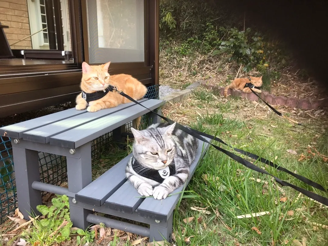 猫たちの画像