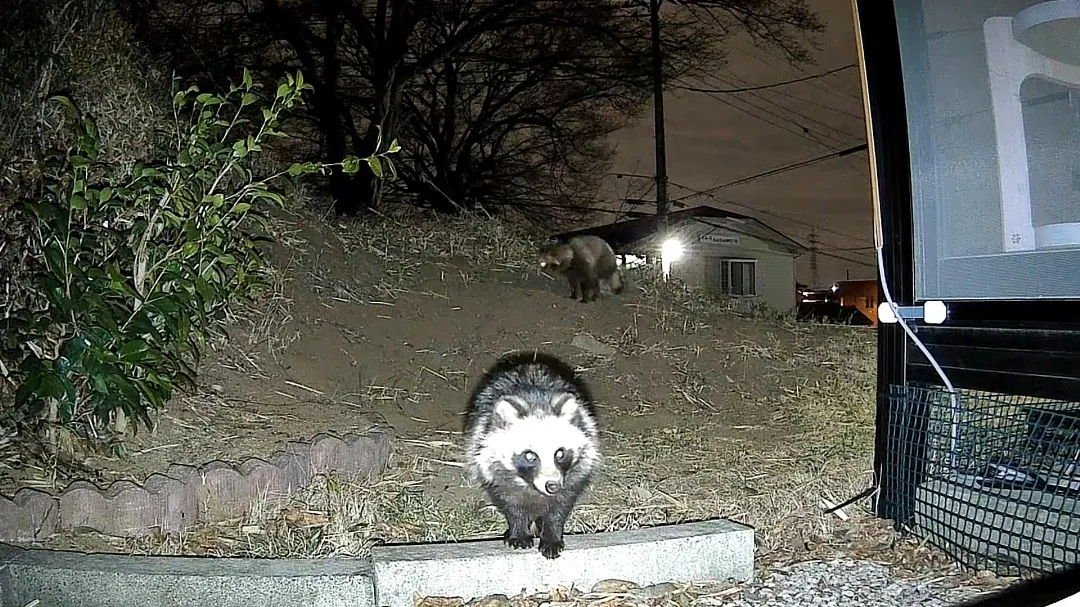夜間カラー画像