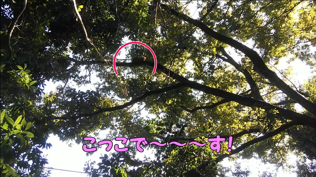 猫が脱走した時の画像