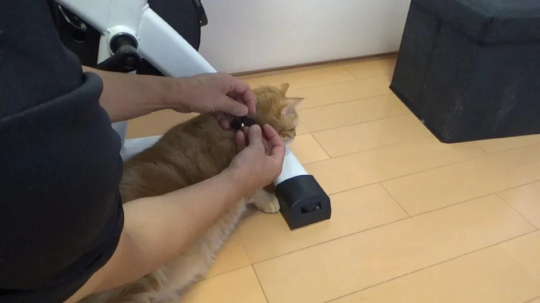 猫に首輪を付けてる画像