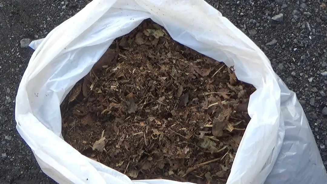 粉砕した濡れた落ち葉の画像